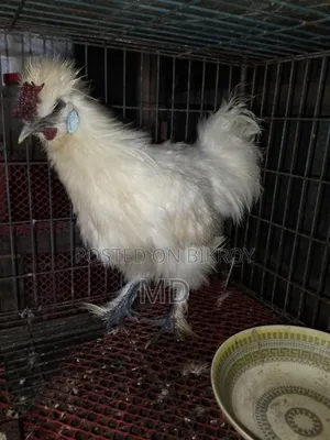 American Silkie 2