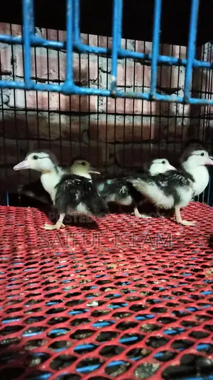 Muscovy Duckling