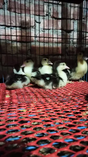 Muscovy Duckling