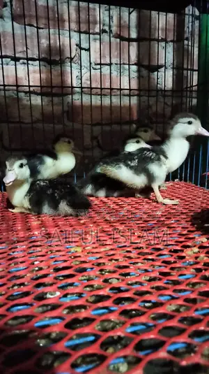 Muscovy Duckling