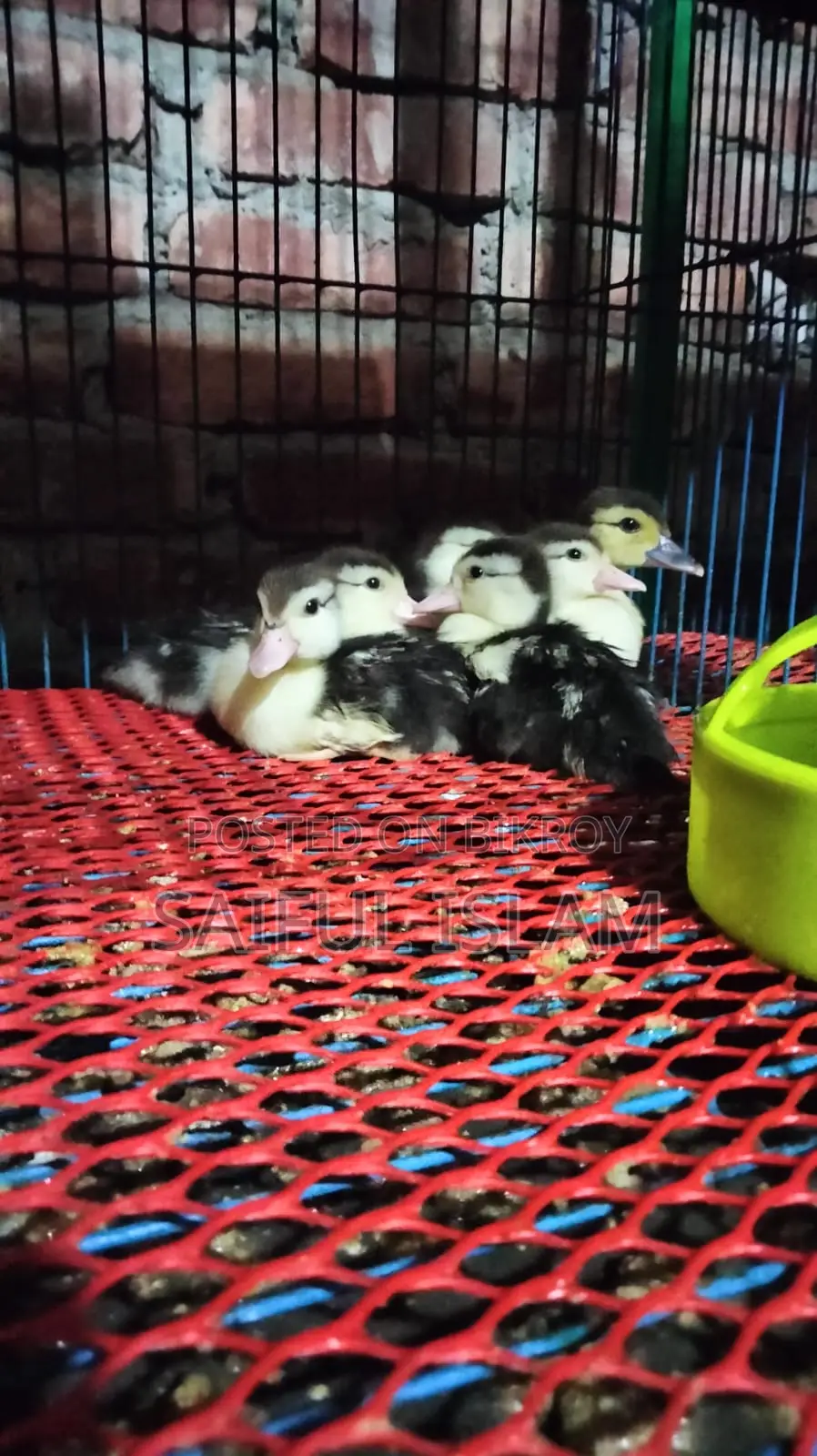 Muscovy Duckling