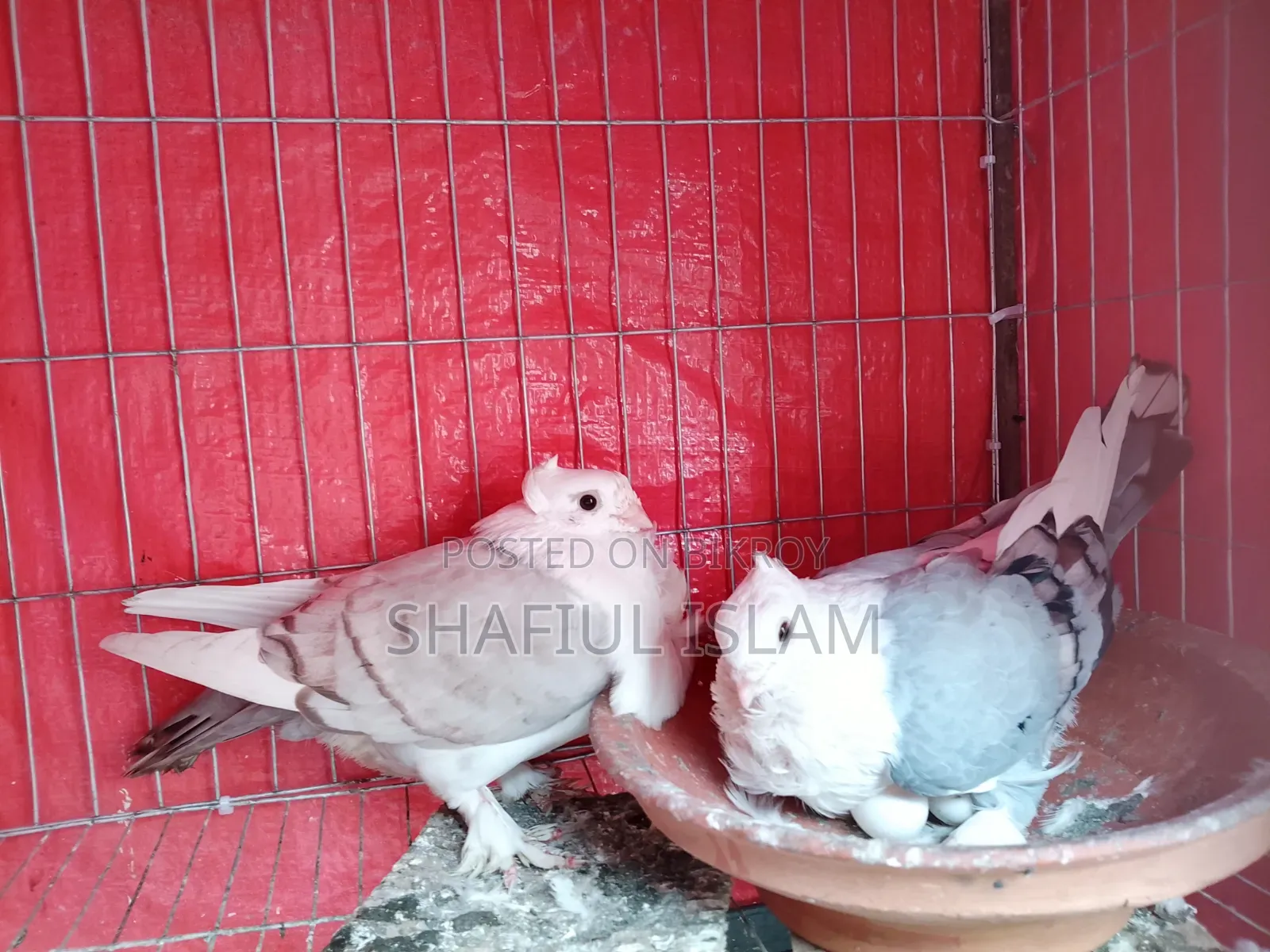 শারটিন (ব্লু অপাল) পেয়ার