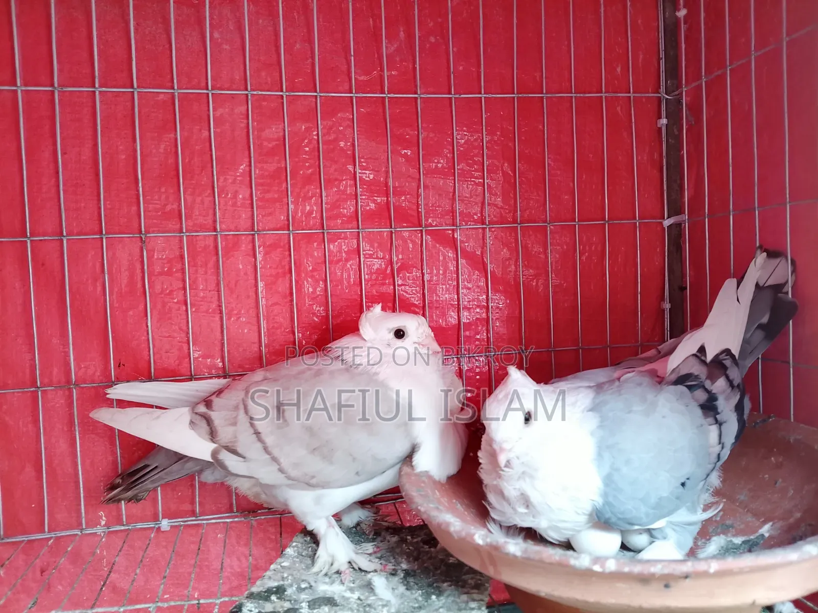 শারটিন (ব্লু অপাল) পেয়ার
