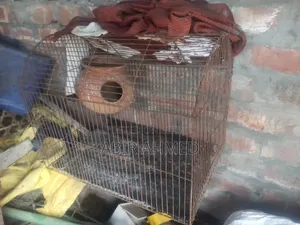 Bird Cage