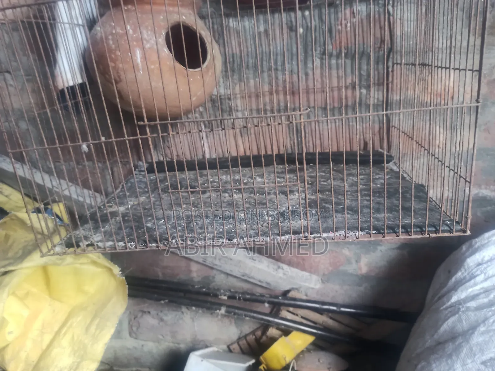 Bird Cage