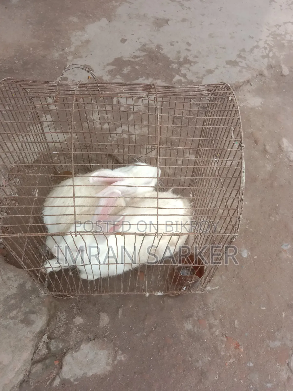 সাদা বড় খরগোশ