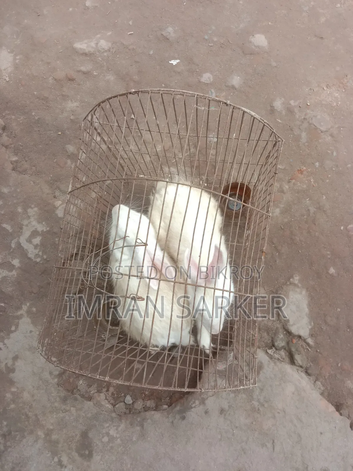 সাদা বড় খরগোশ