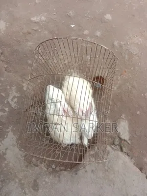সাদা বড় খরগোশ