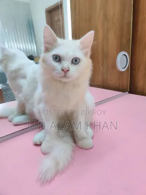 ৬-১২ মাসের পুরুষ বিশুদ্ধ পার্সিয়ান