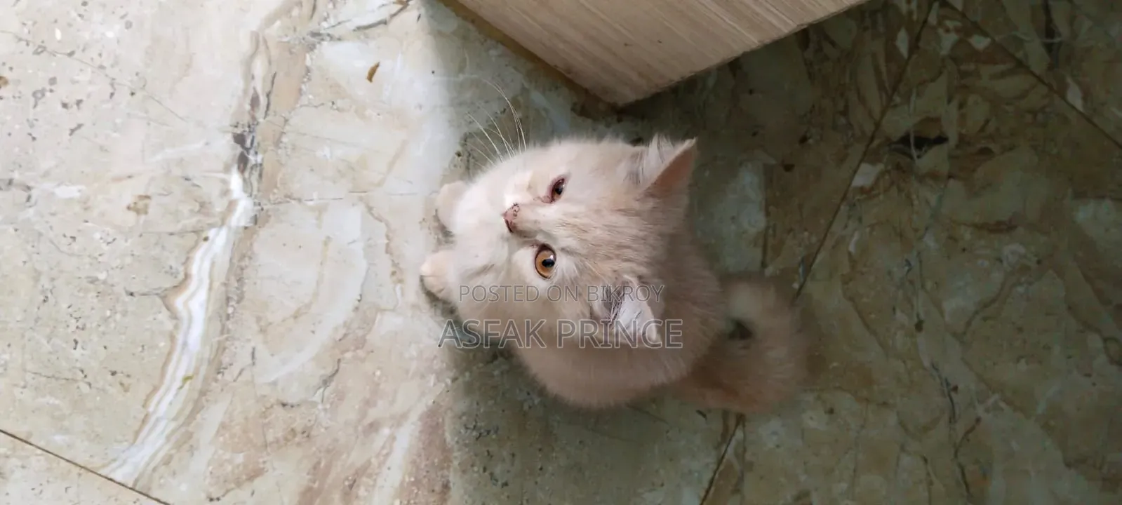 1-3 Months Male Mixed Breed Persian