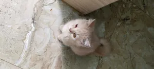 1-3 Months Male Mixed Breed Persian
