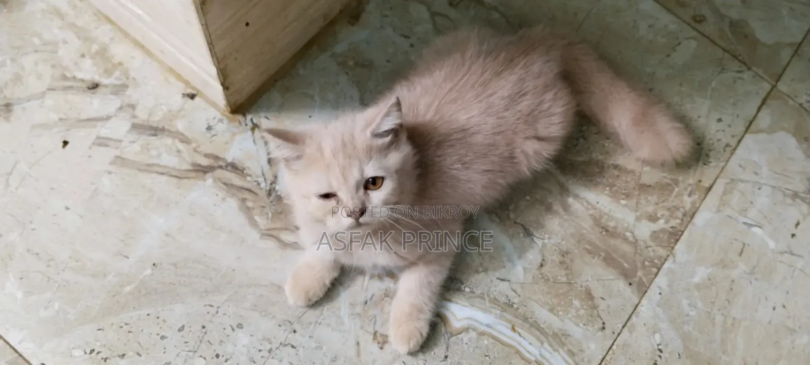 1-3 Months Male Mixed Breed Persian