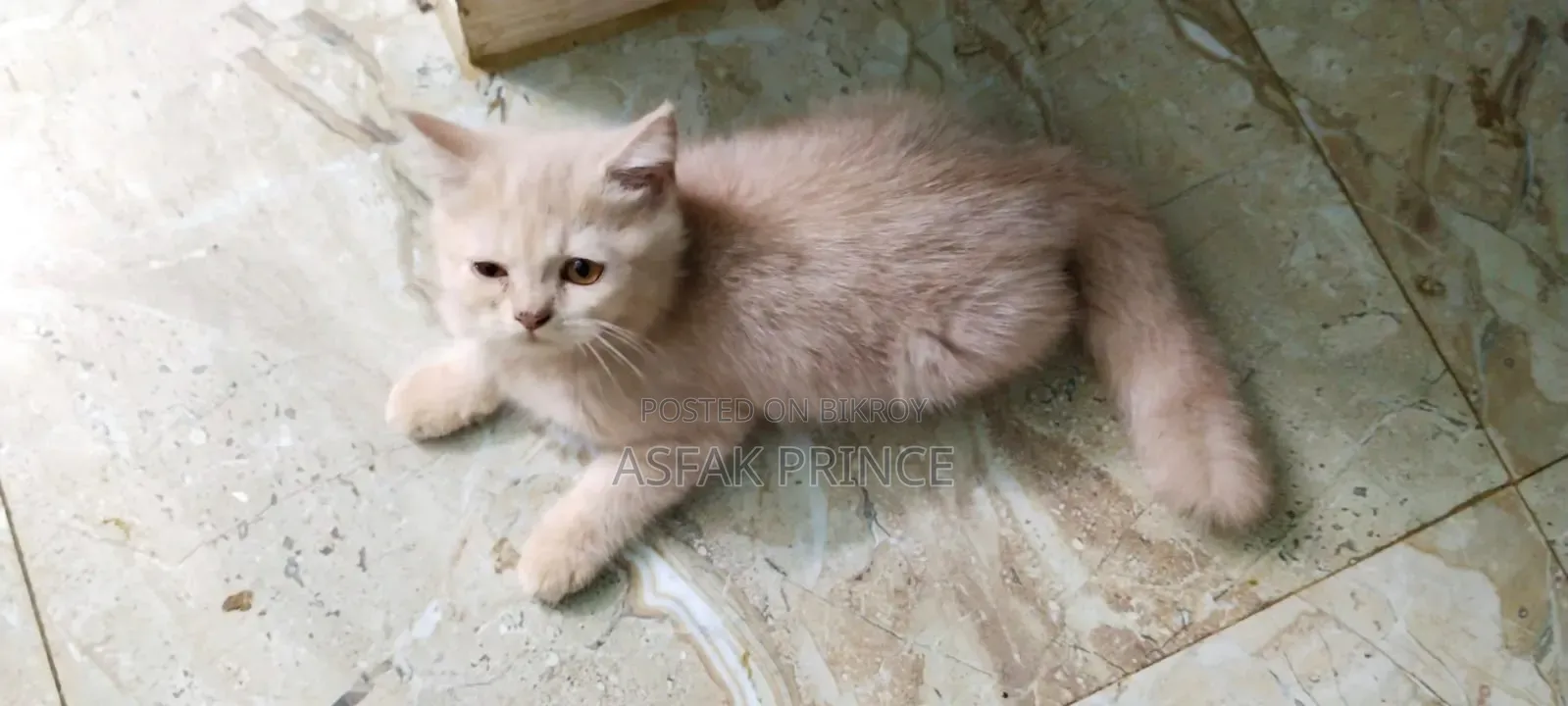 1-3 Months Male Mixed Breed Persian