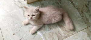 1-3 Months Male Mixed Breed Persian