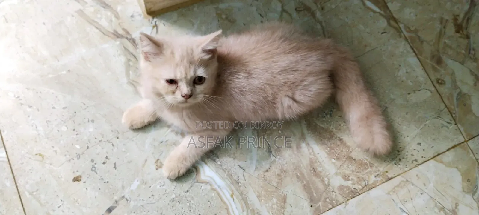 1-3 Months Male Mixed Breed Persian