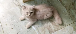 1-3 Months Male Mixed Breed Persian