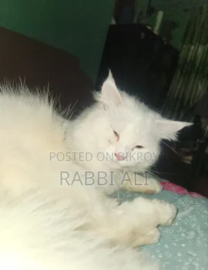 ১+ বছরের পুরুষ খাঁটি পার্সিয়ান