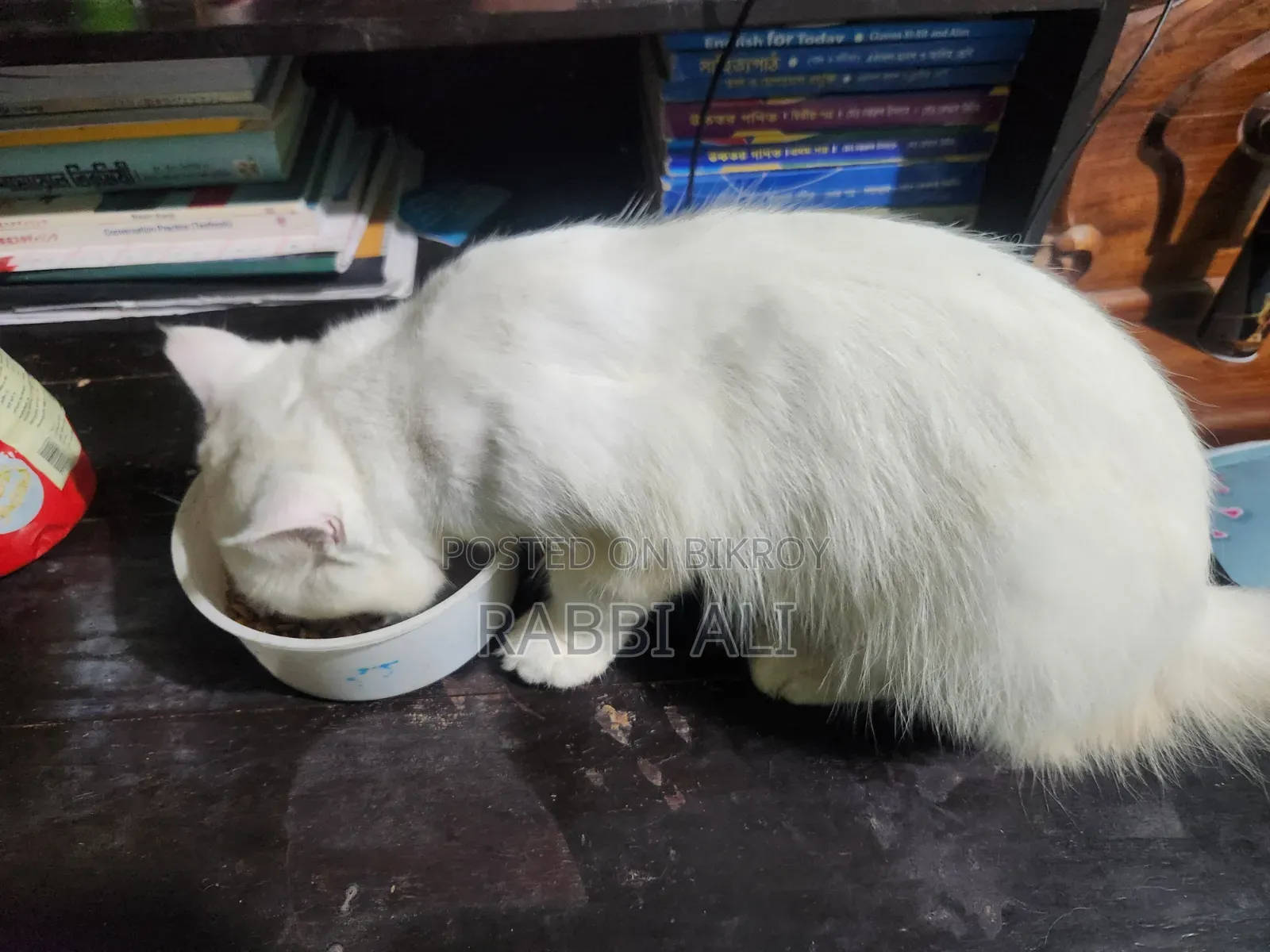 ১+ বছরের পুরুষ খাঁটি পার্সিয়ান