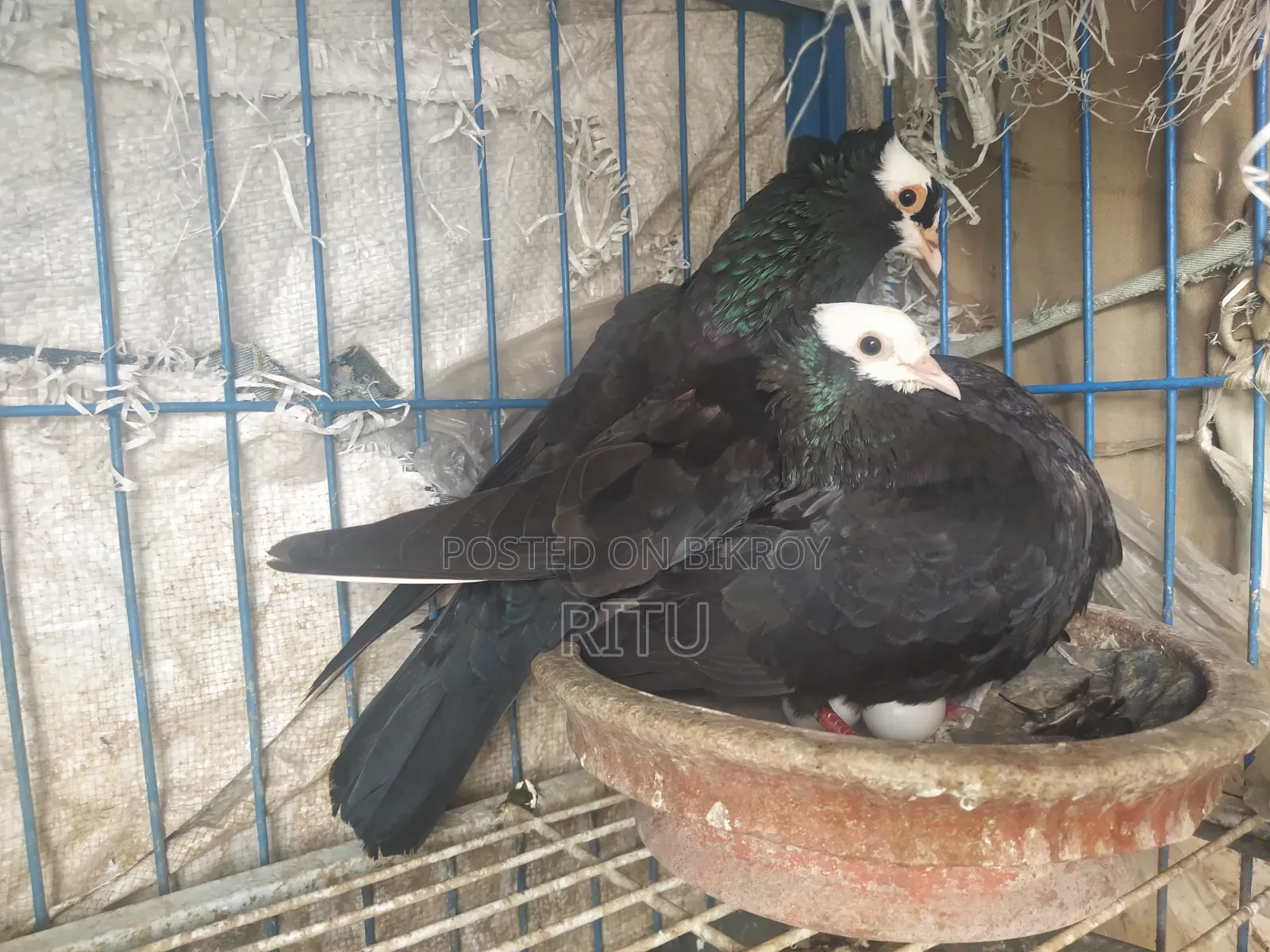 Mukkhi Pair