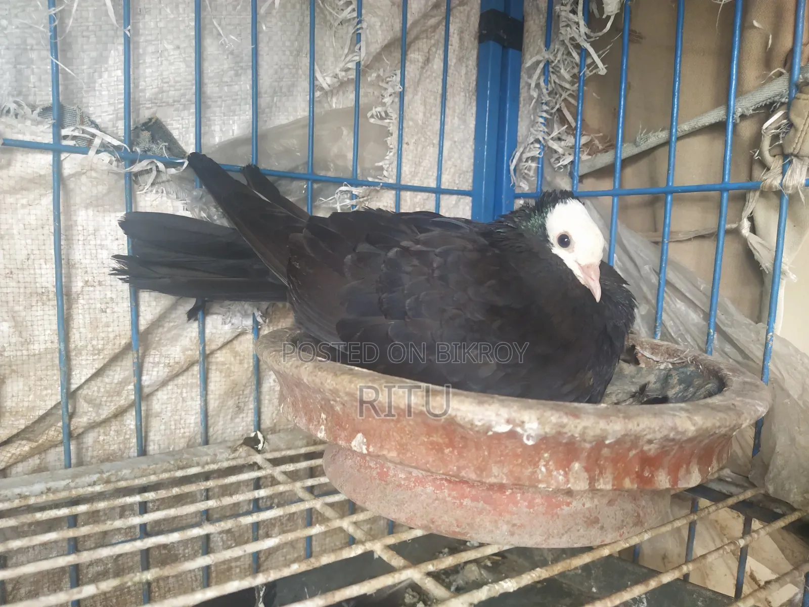 Mukkhi Pair