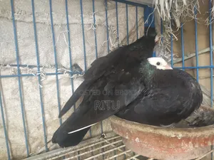 Mukkhi Pair