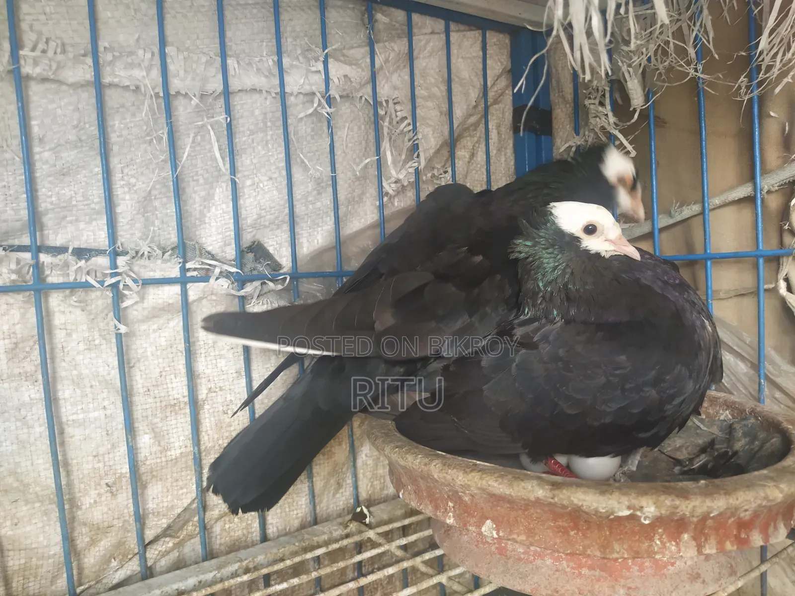 Mukkhi Pair