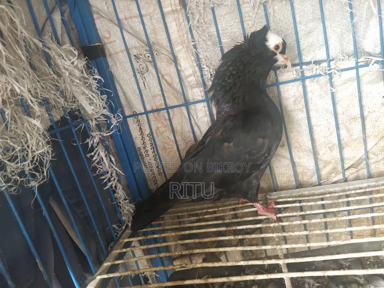 Mukkhi Pair