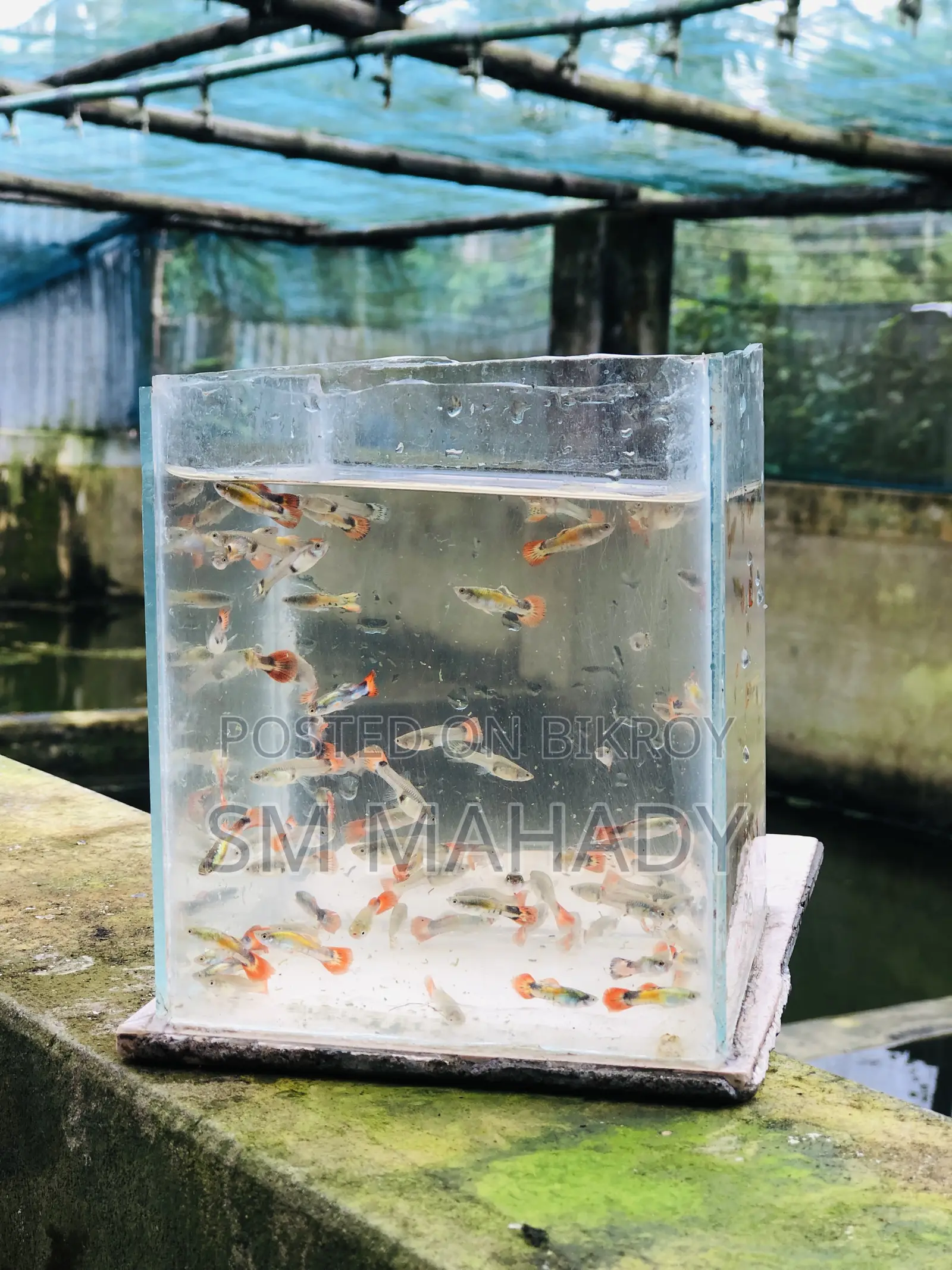 উচ্চ মানের মিক্সড গাপ্পি