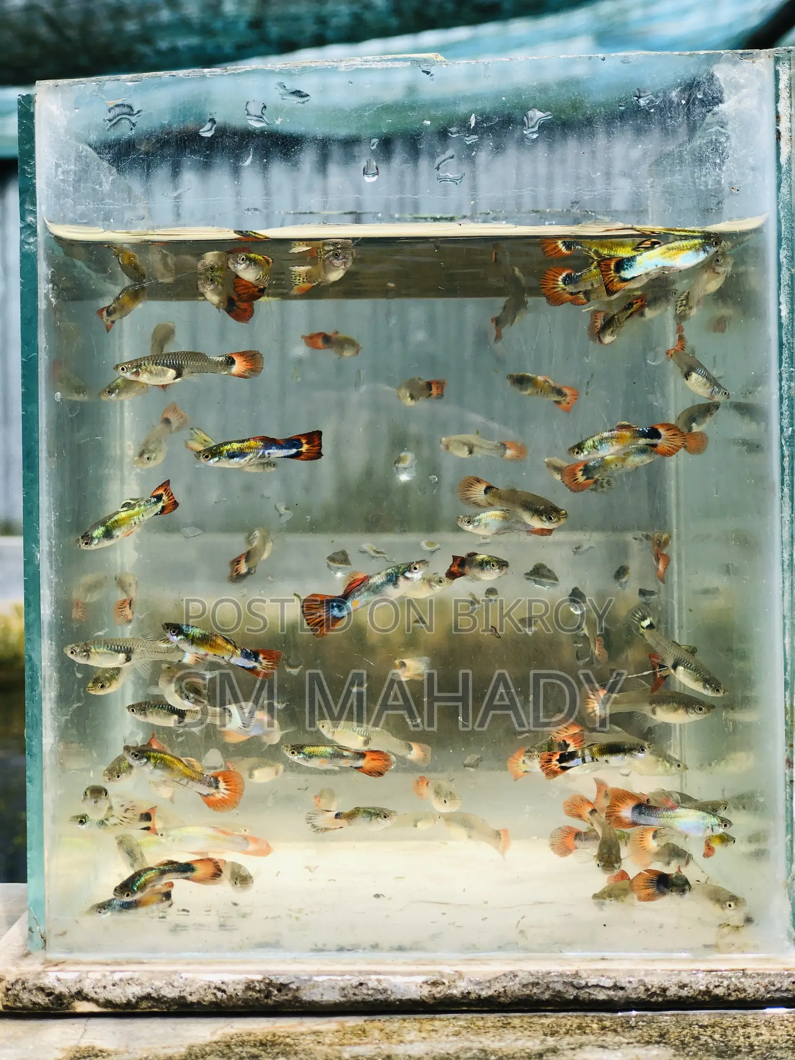 উচ্চ মানের মিক্সড গাপ্পি