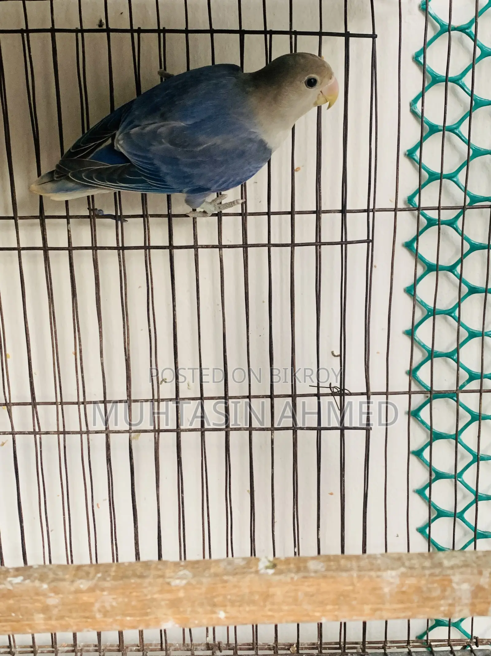 Love Birds Babies