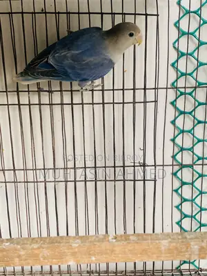 Love Birds Babies