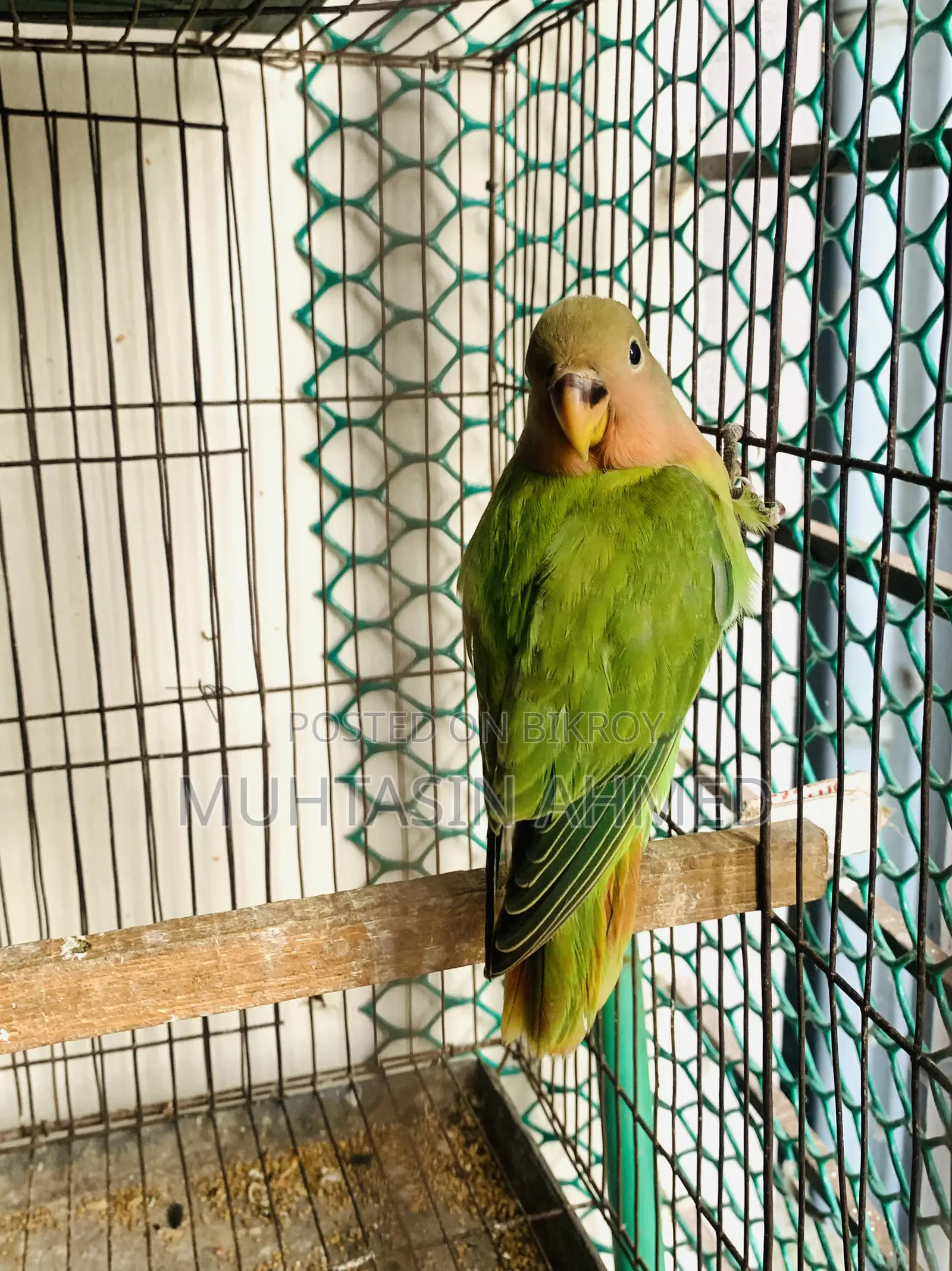 Love Birds Babies