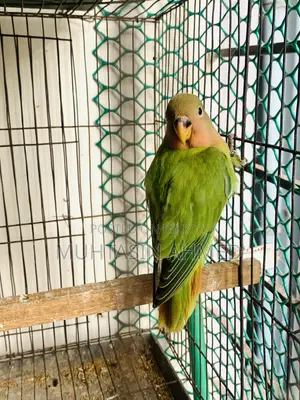 Love Birds Babies