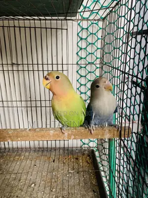 Love Birds Babies