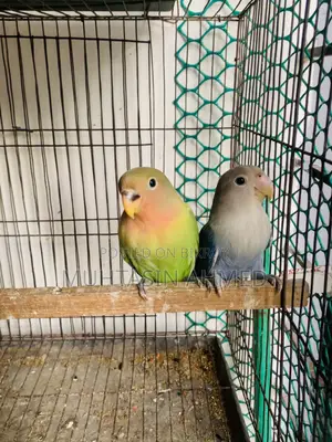 Love Birds Babies