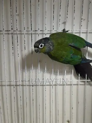 ক্রিমসন বেলিড কুনুর