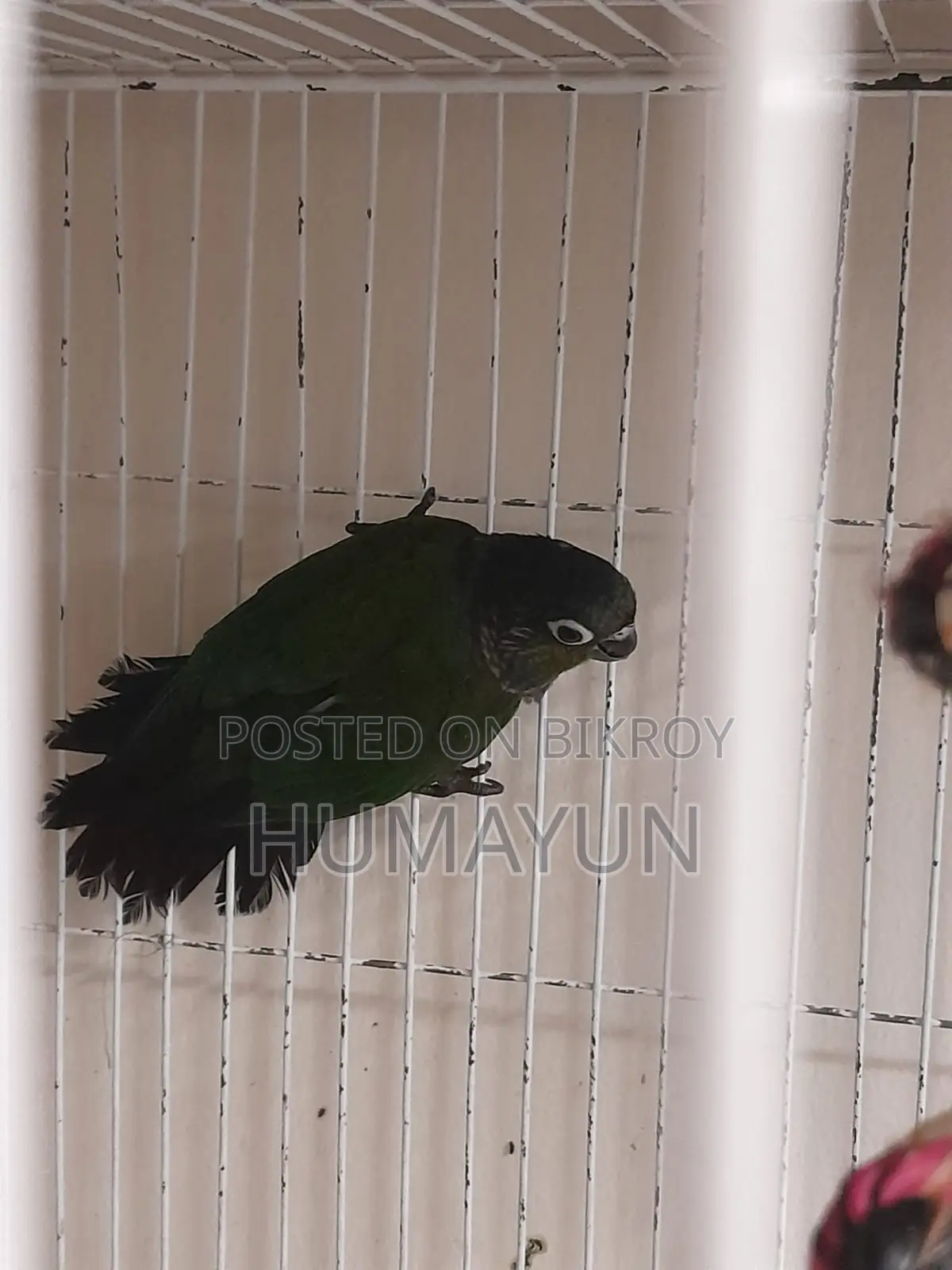 ক্রিমসন বেলিড কুনুর