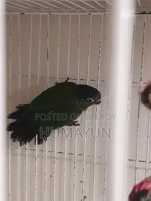 ক্রিমসন বেলিড কুনুর