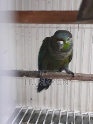 ক্রিমসন বেলিড কুনুর