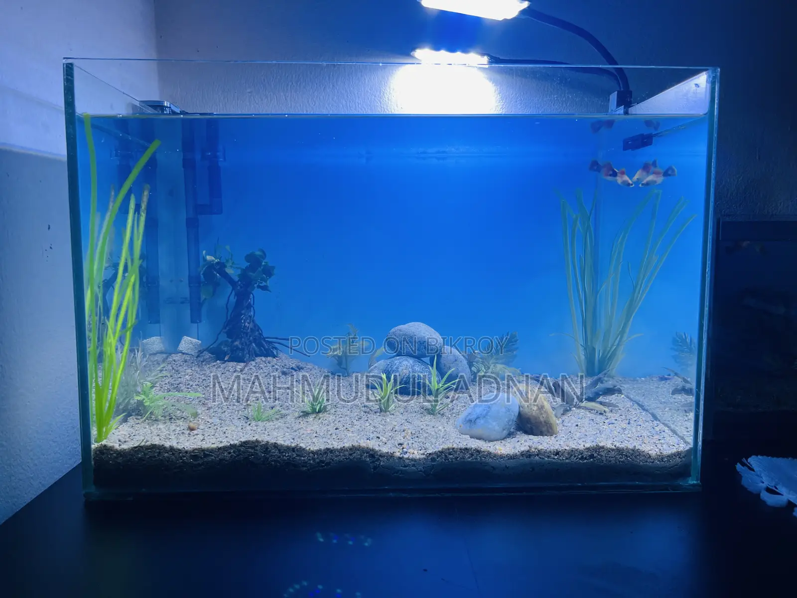 Ready Planted Aquarium Setup for Sale