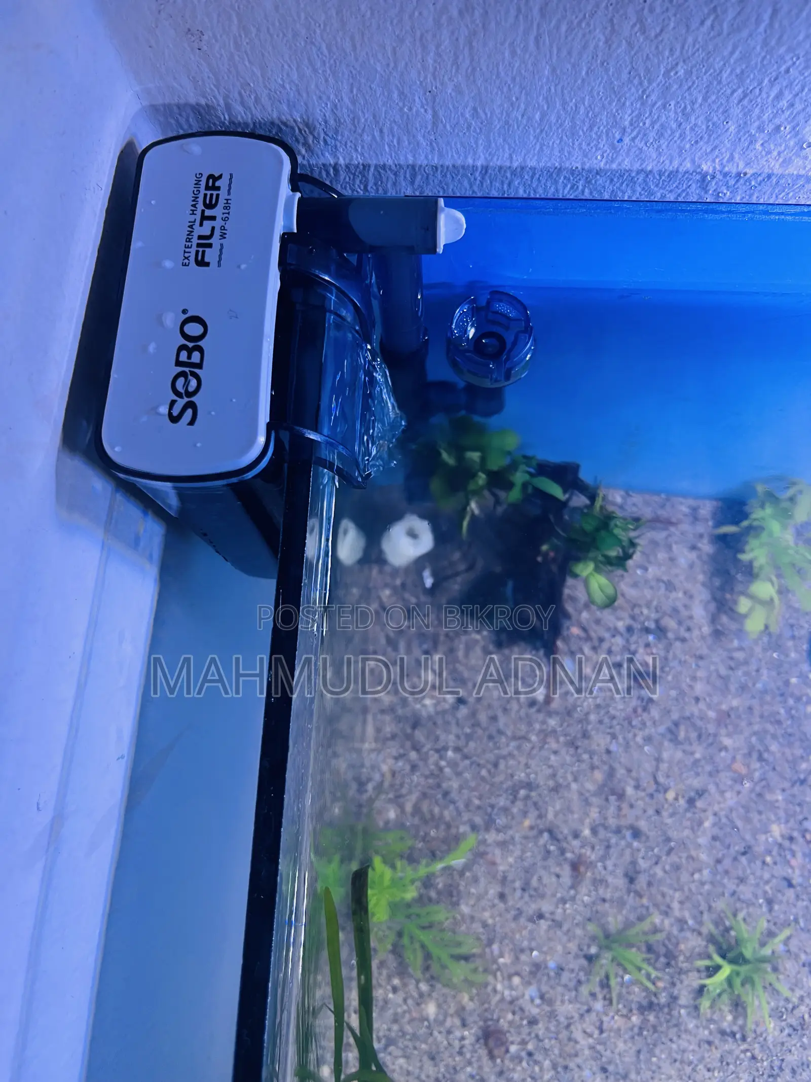 Ready Planted Aquarium Setup for Sale