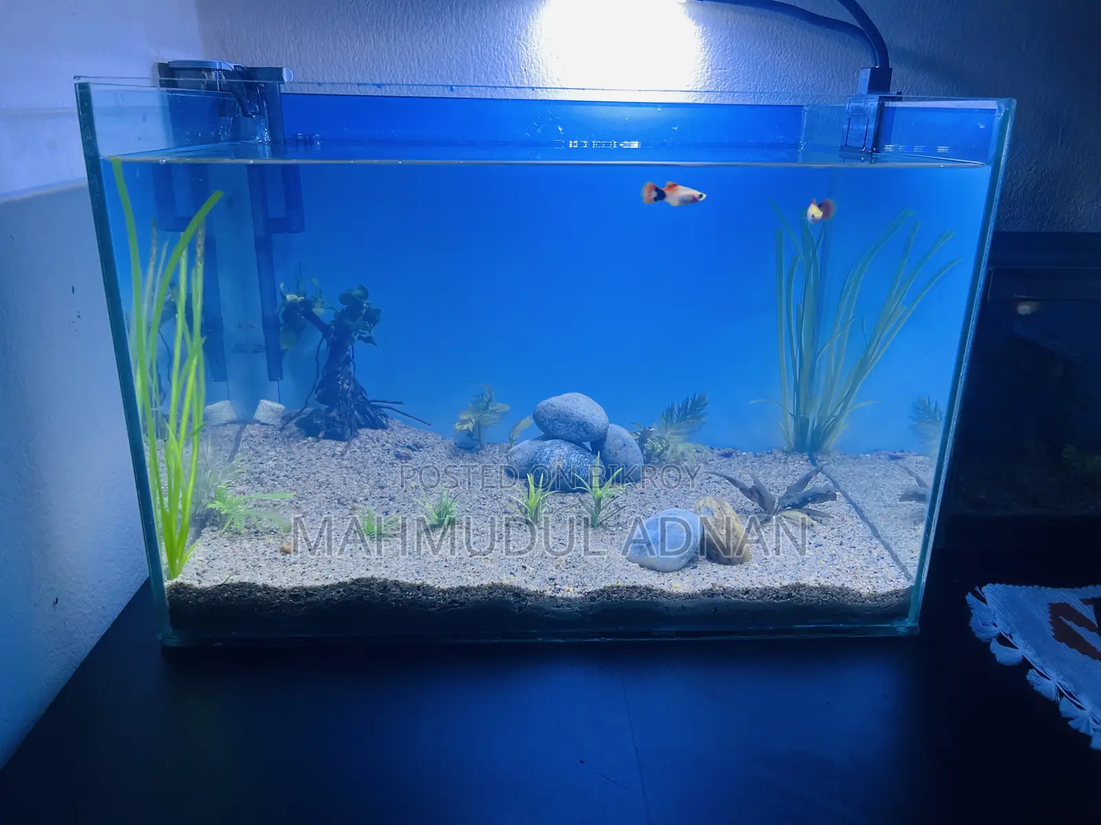Ready Planted Aquarium Setup for Sale