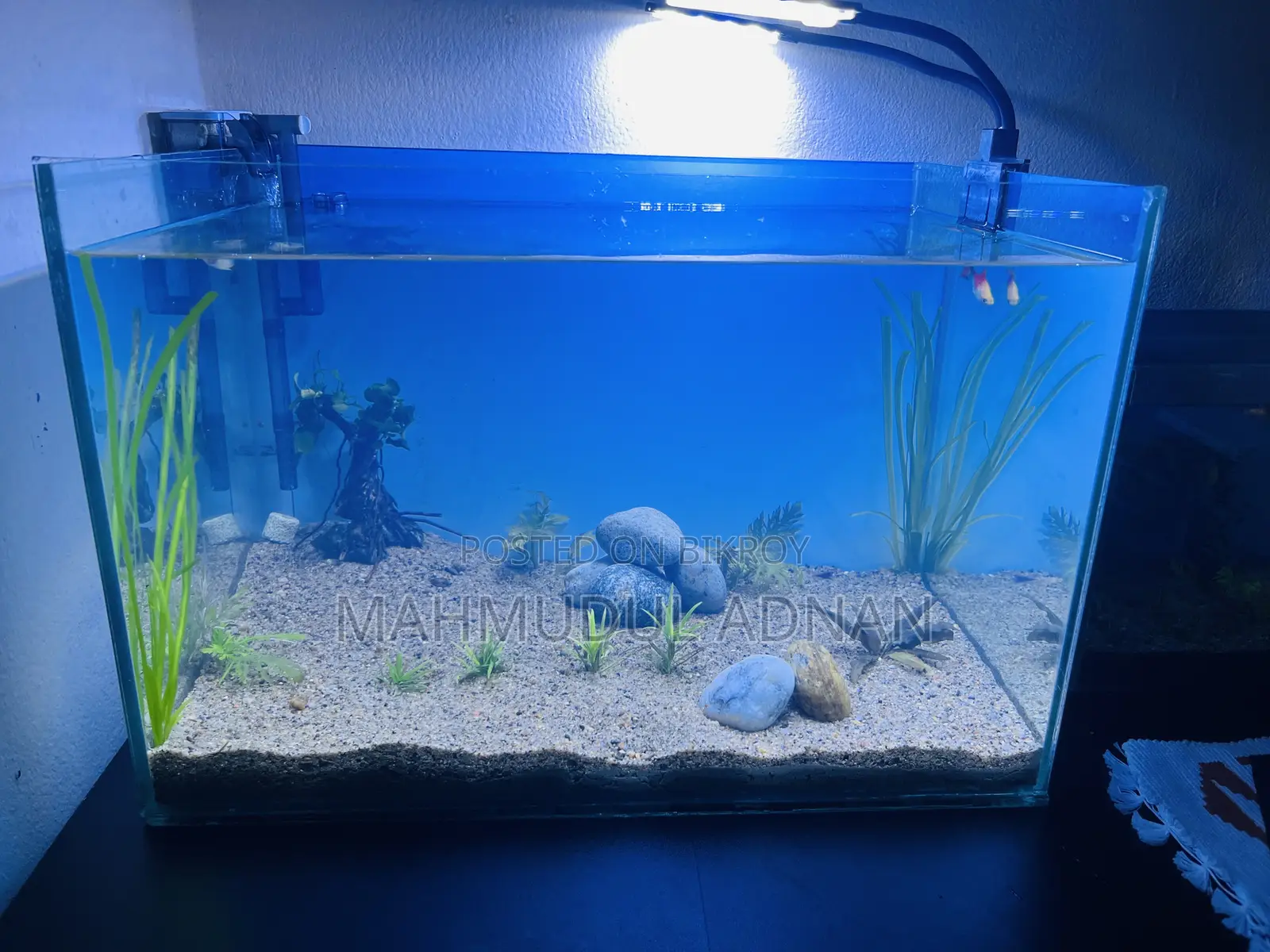 Ready Planted Aquarium Setup for Sale
