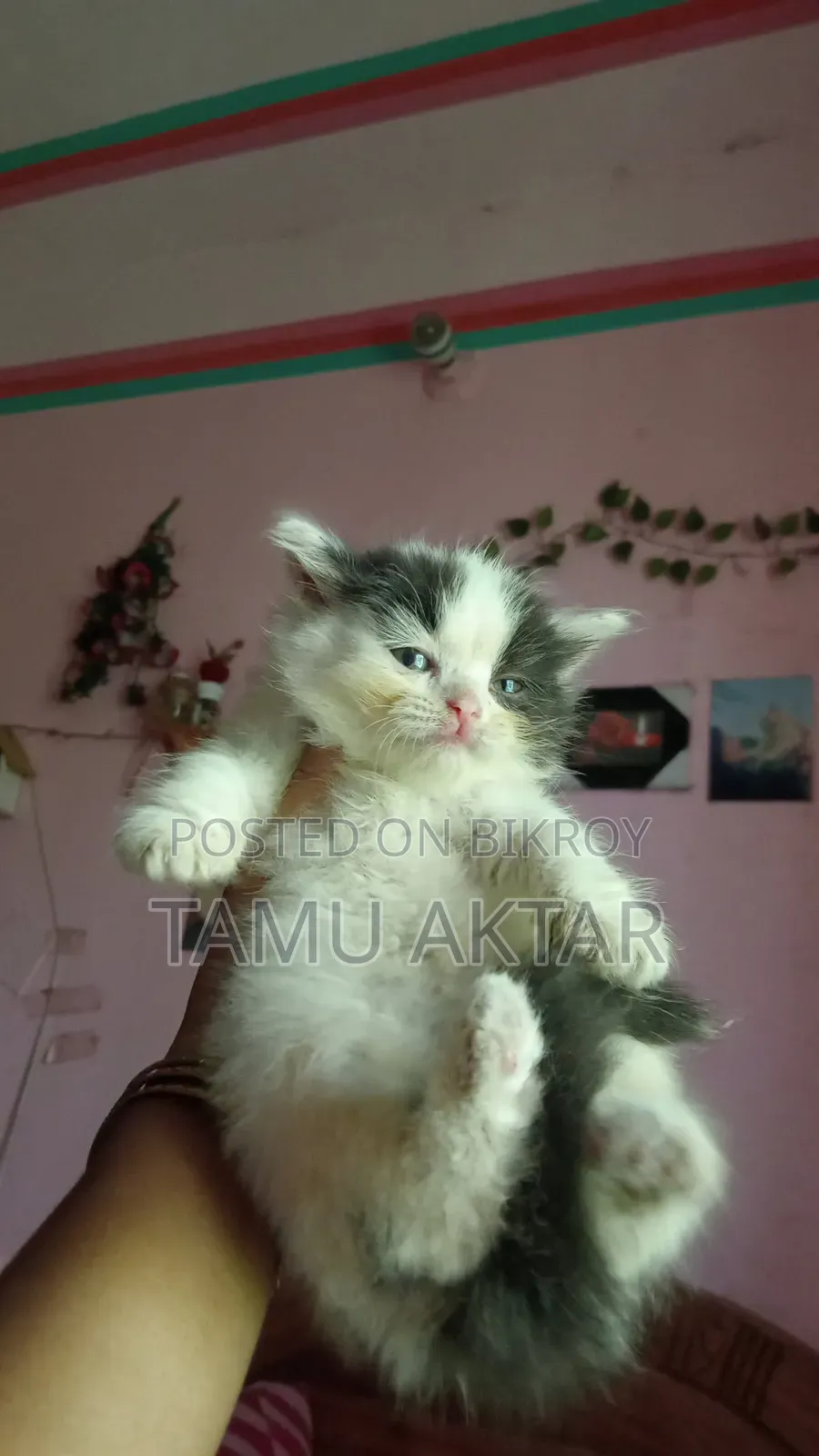 ০-১ মাস বয়সী ফিমেল পিওরব্রেড পার্সিয়ান