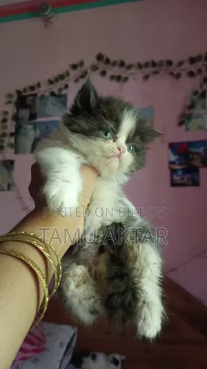 ০-১ মাস বয়সী ফিমেল পিওরব্রেড পার্সিয়ান