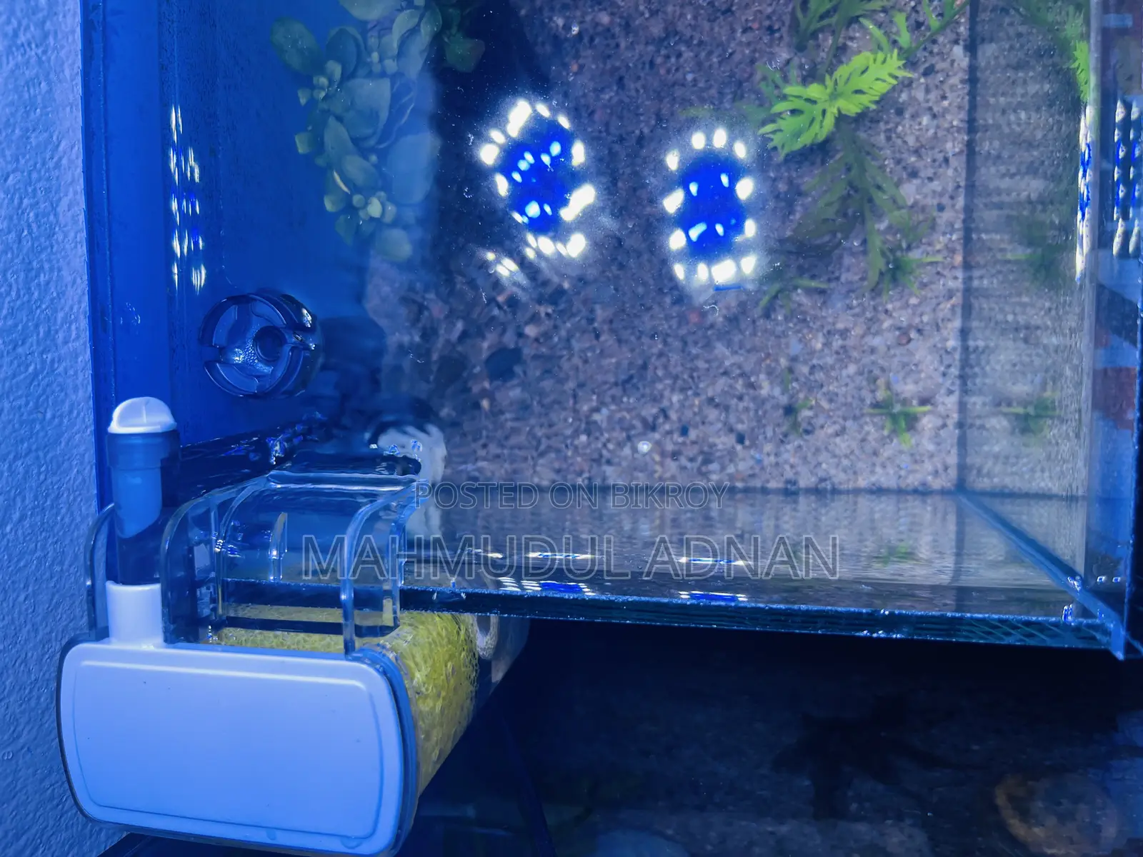 Ready Planted Aquarium Setup for Sale