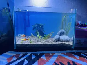 Ready Planted Aquarium Setup for Sale