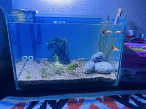 Ready Planted Aquarium Setup for Sale