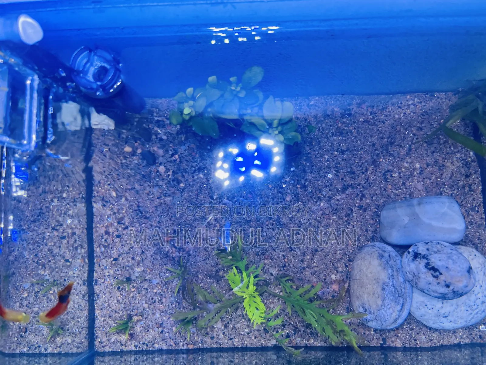 Ready Planted Aquarium Setup for Sale