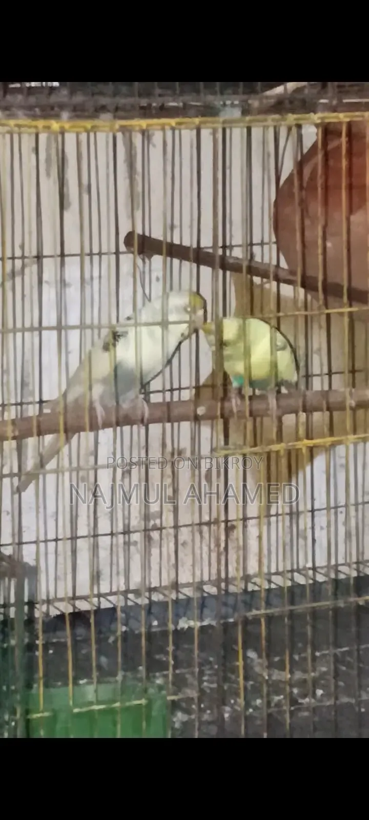 তিন জোড়া রানিং পাখি সেল হবে খাঁচা সহ ফুল সেট আপ।। ও 4টা সিঙ্গেল আছে